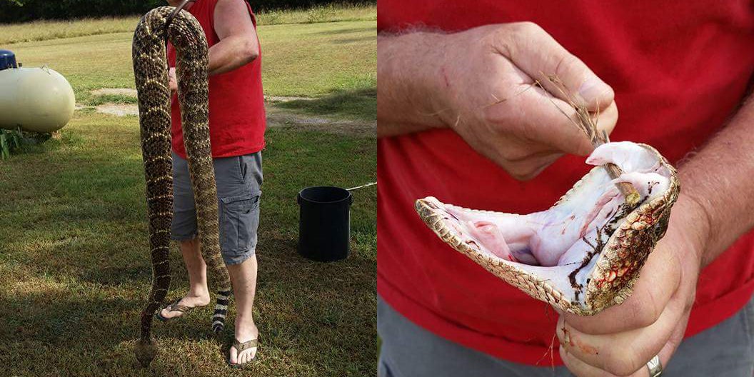 The Biggest Rattlesnake Youll Ever See? Gizmodo Au
