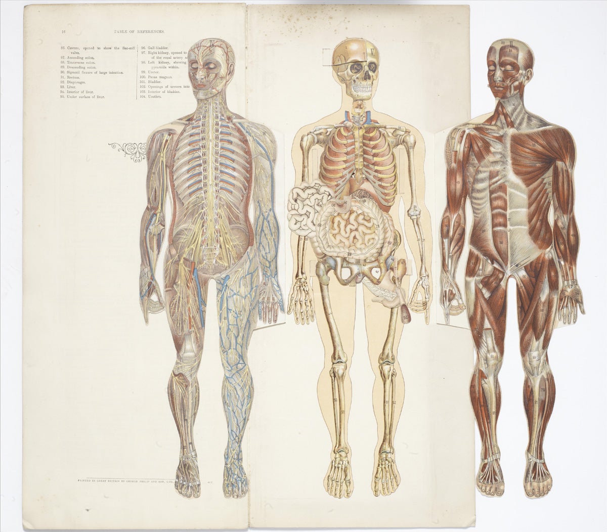 anatomical models for drawing