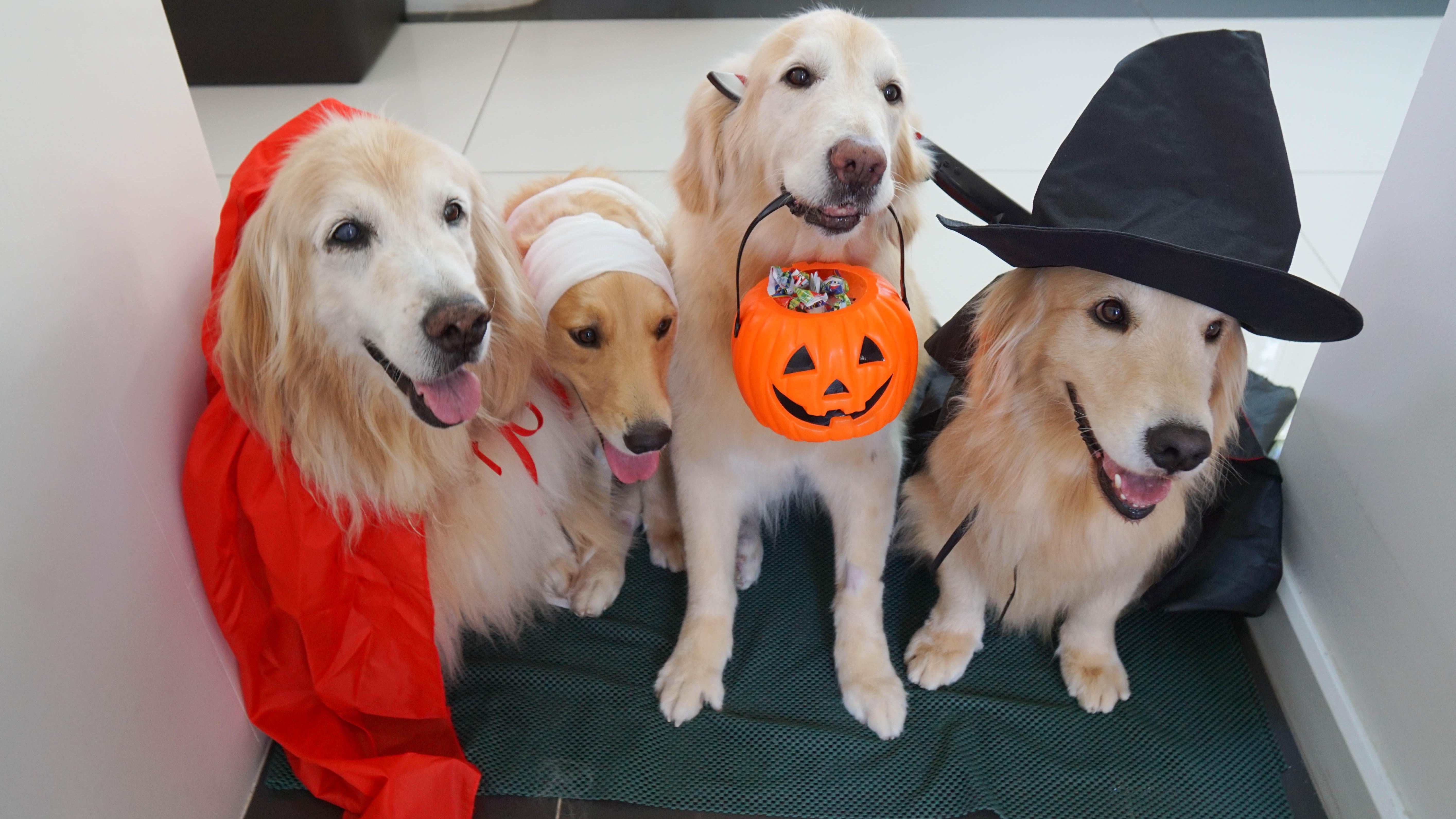 Reminder: Don’t Give Your Pets Halloween Lollies