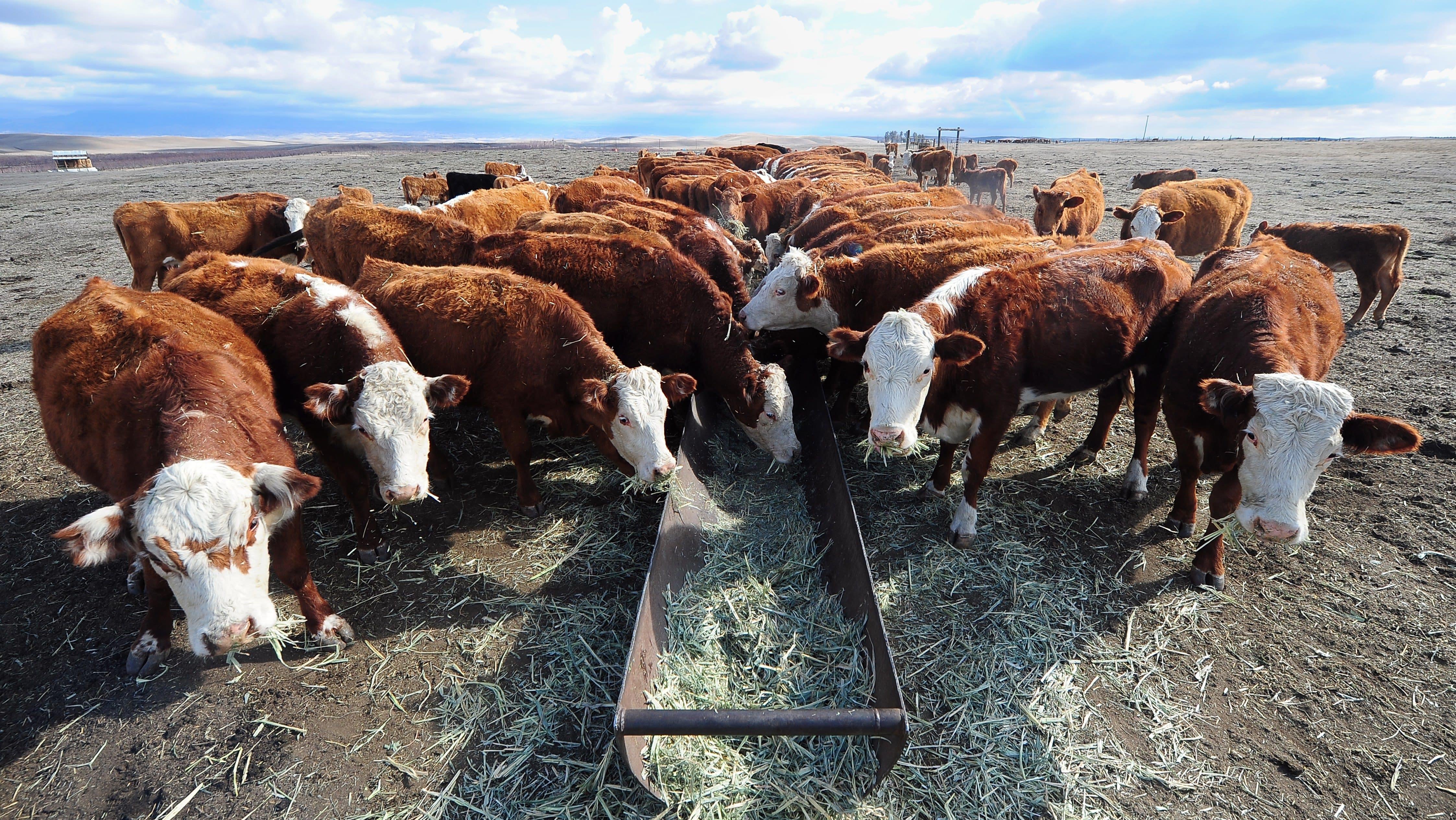 Ranchers And Environmentalists Agree: Trump’s New Water Rule Sucks