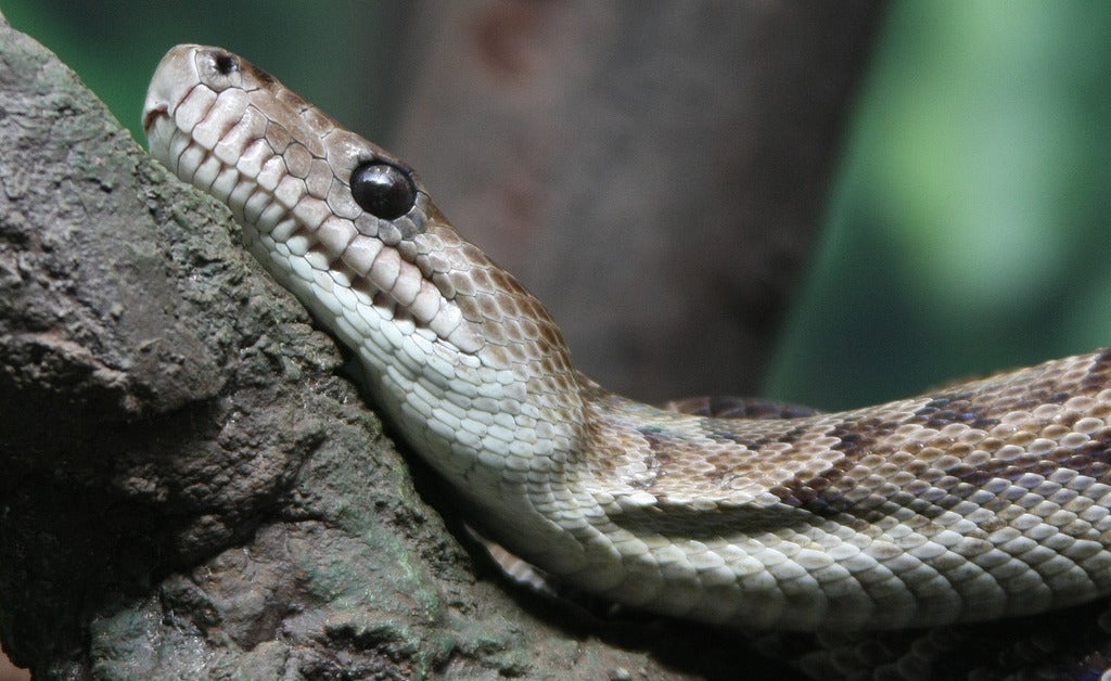 Wait, what? Scientist discovers snakes that hunt in packs