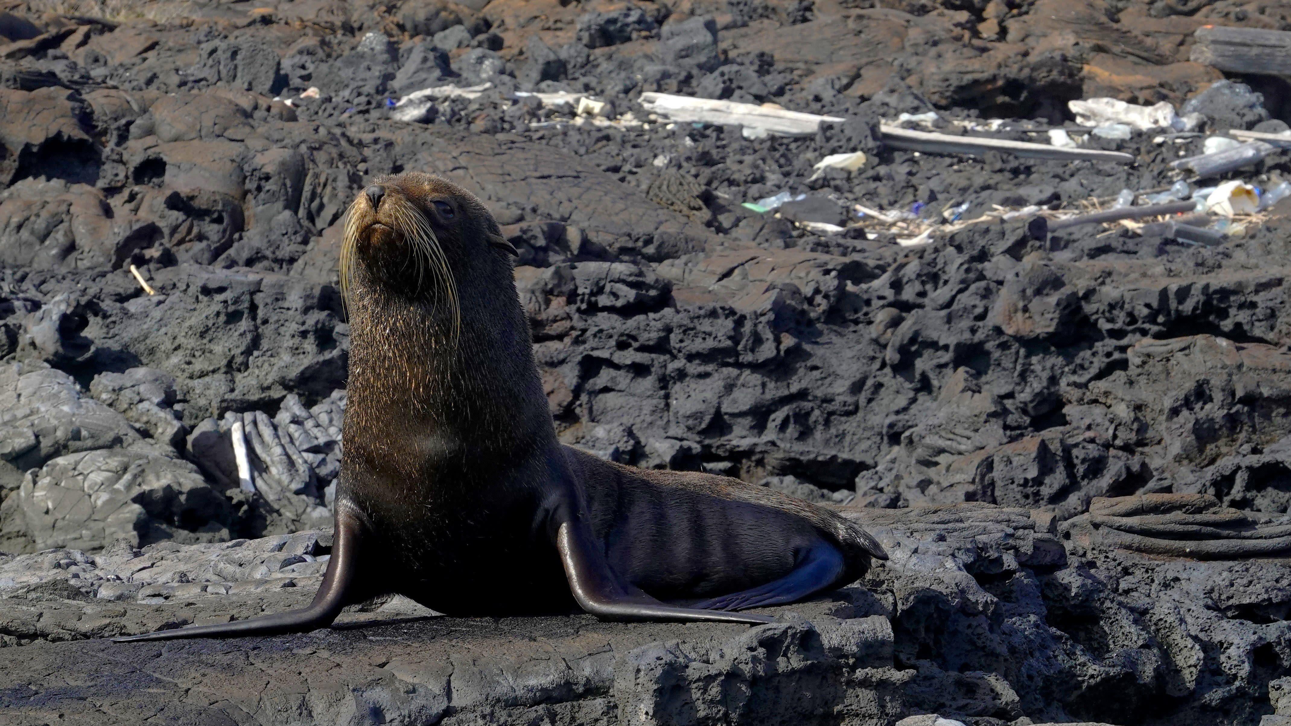 Charismatic Marine Species