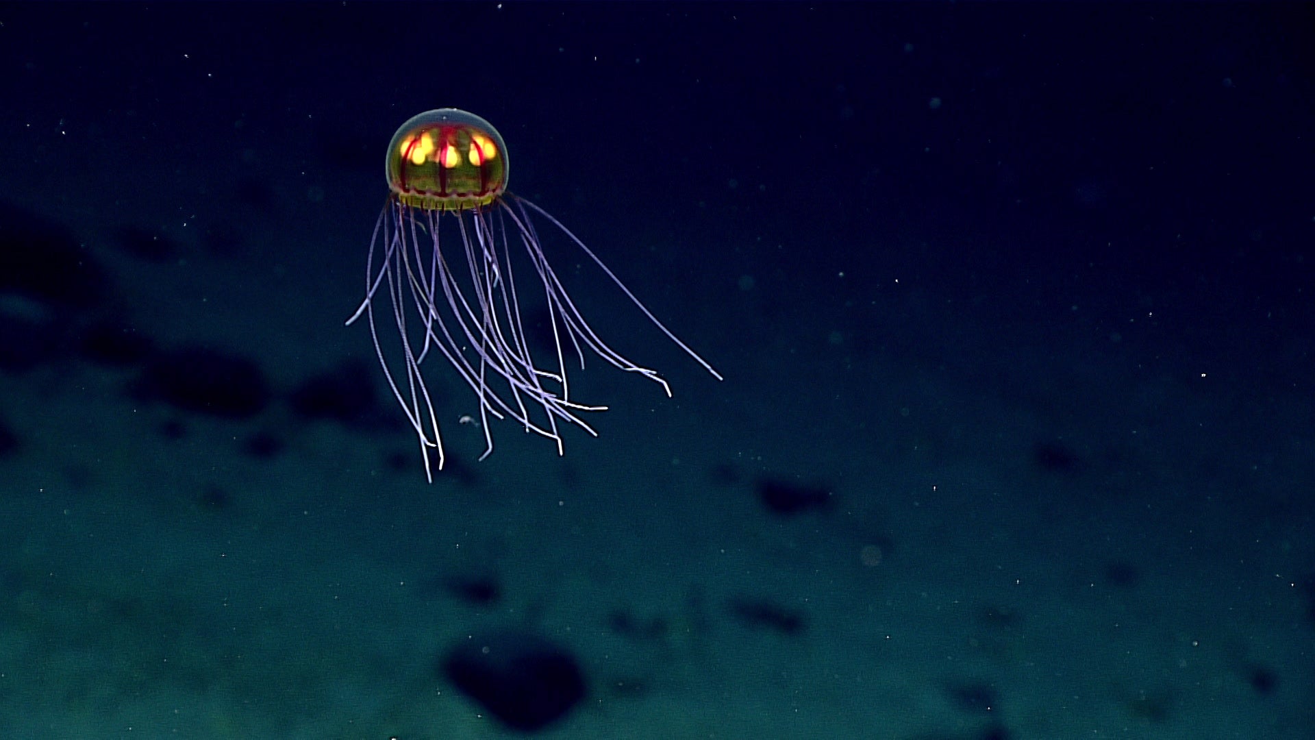 Mariana Trench Live Stream Reveals Some Seriously Gnarly Creatures   C8rihlbdzjwppc5wphpl 