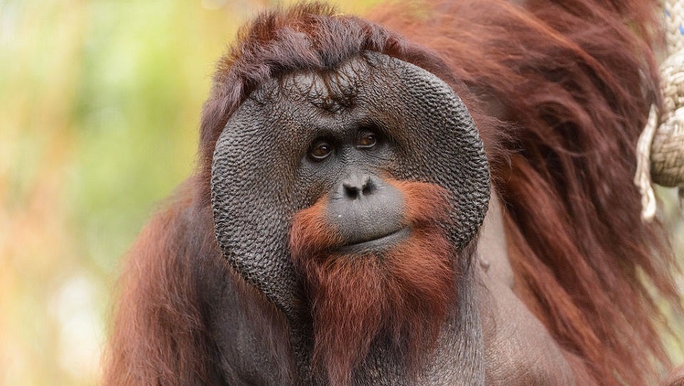 A Wild Female And Male Orangutan Teamed Up To Murder