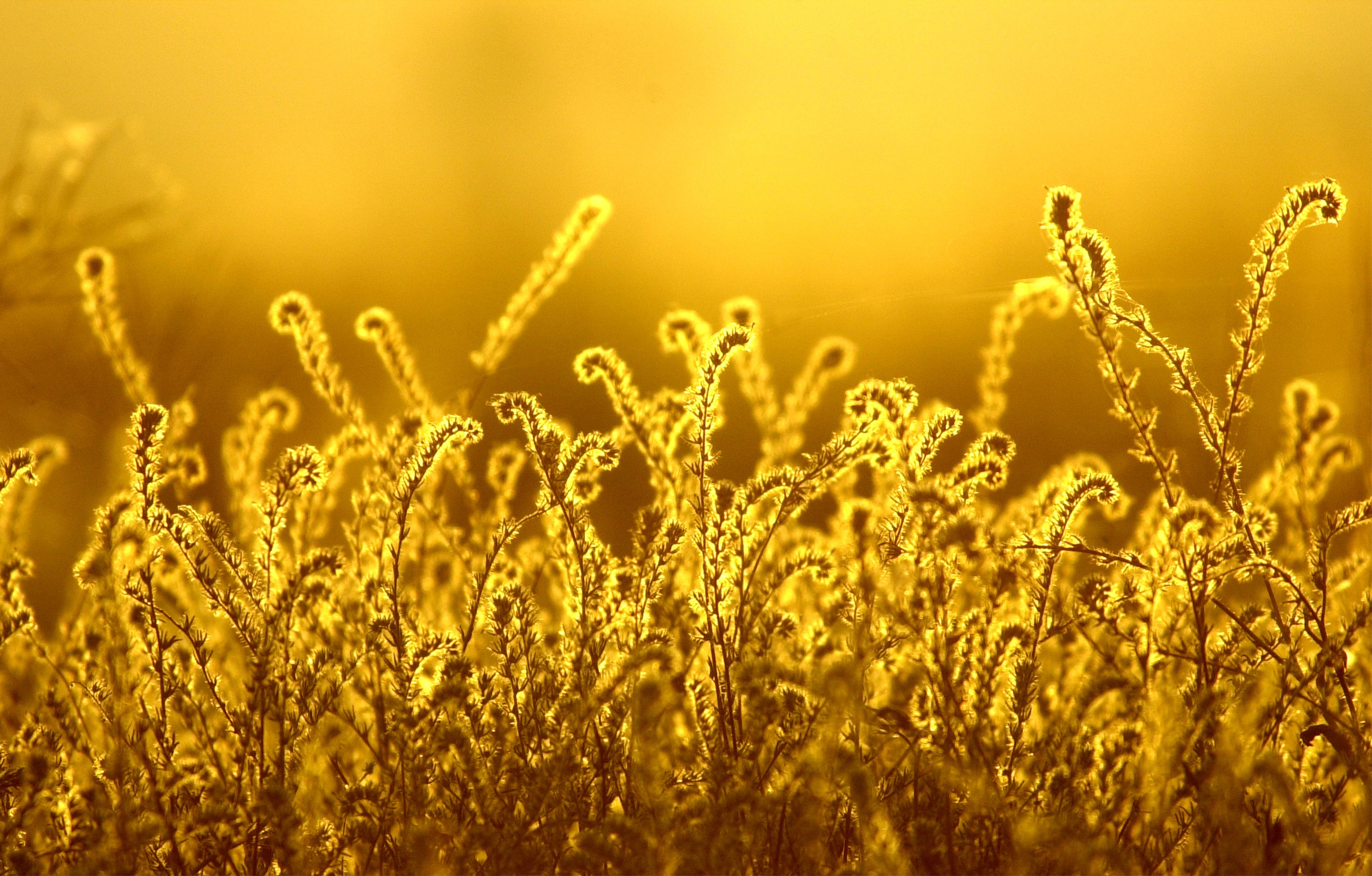 Mutant Grass Is Terrorising Oregon | Gizmodo Australia