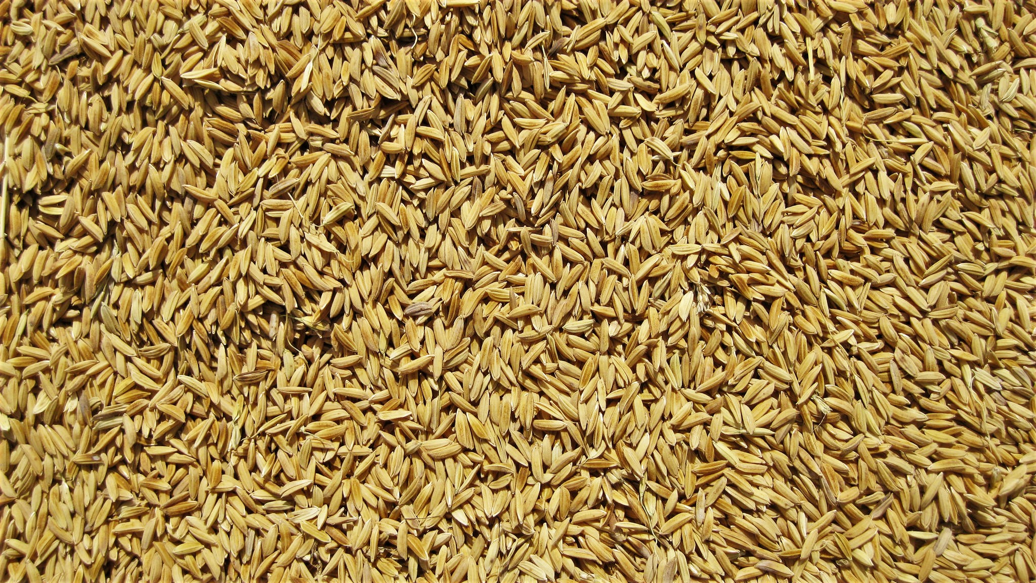 Is Brown Rice Really That Much Healthier Than White Rice Lifehacker 