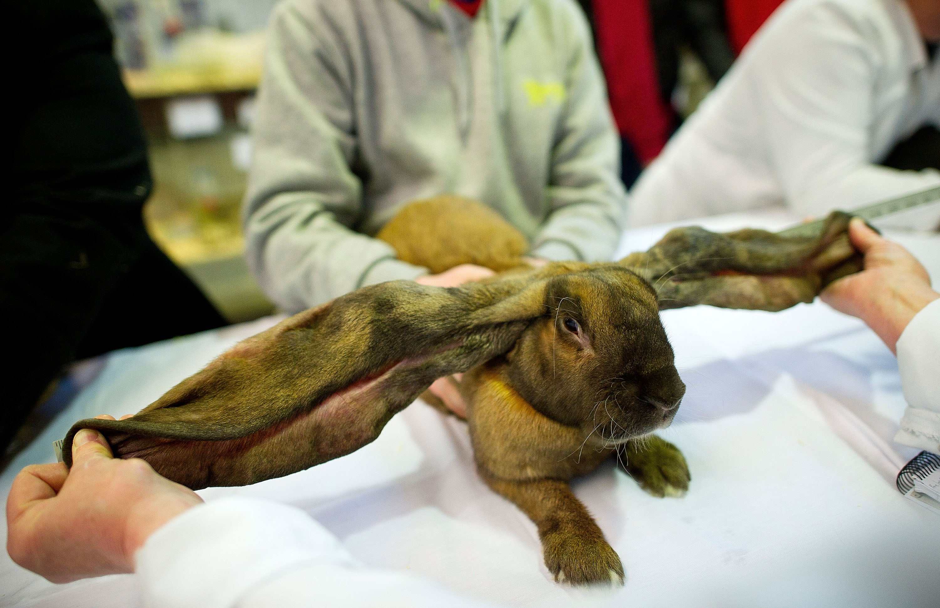 The Sad Truth About Floppy-Eared Bunnies