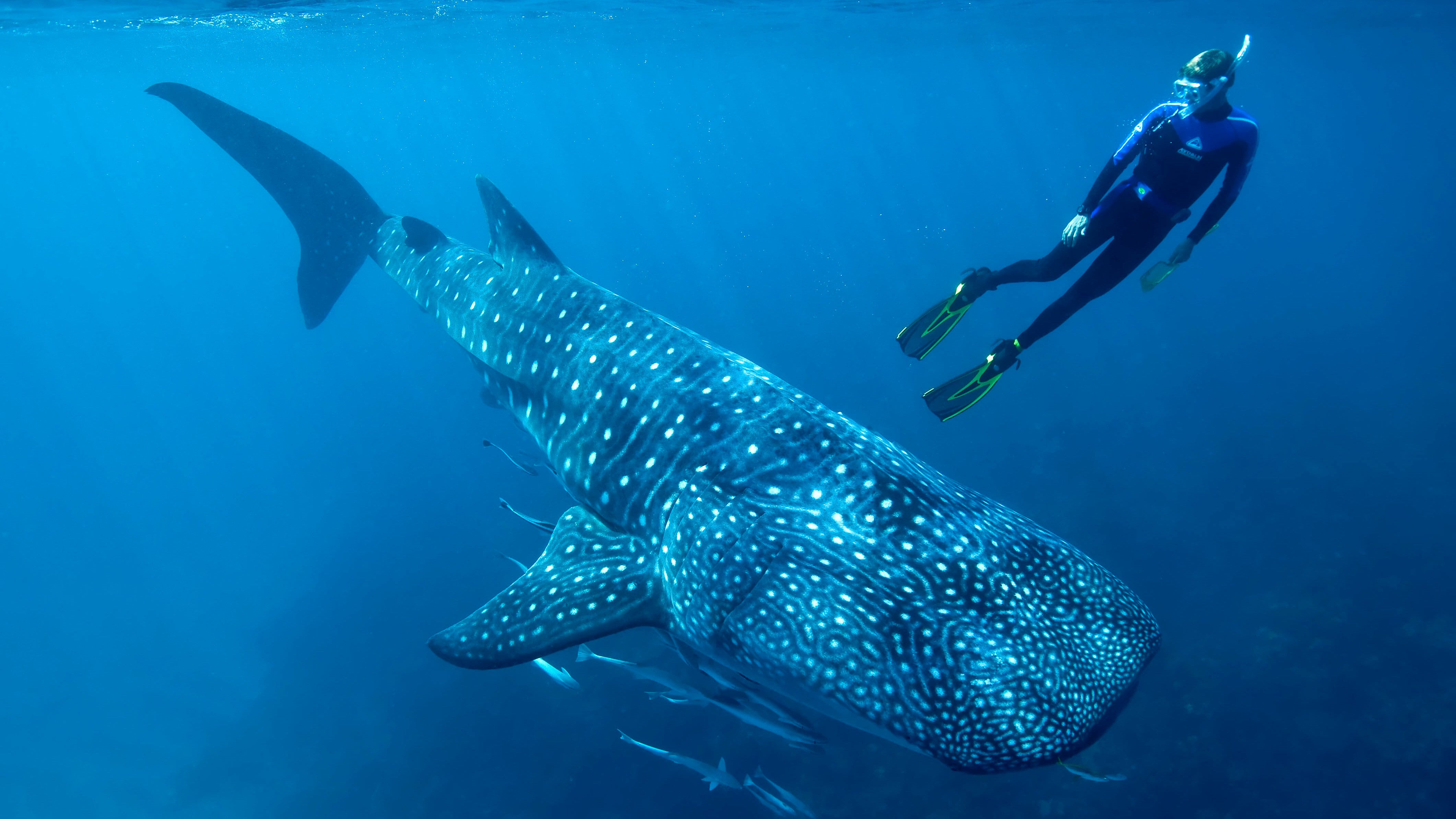 Whale Sharks' Long Lifespan Revealed By Atomic Bomb Remnants