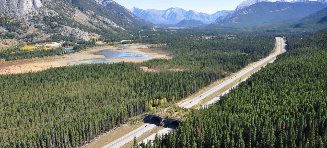 These Incredible Man Made Highways Are Built Just For Animals Gizmodo 