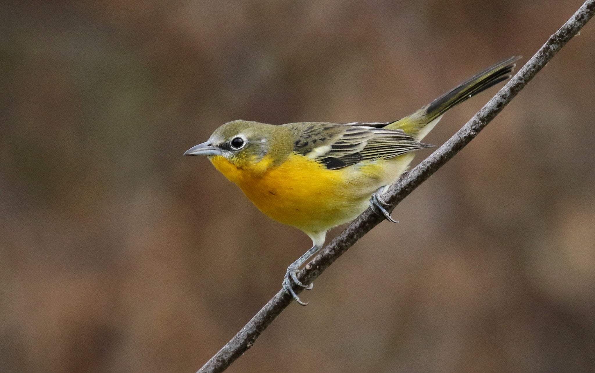 Extremely Weird Bird Hybrid Is Back And Looking To Bone | Gizmodo Australia