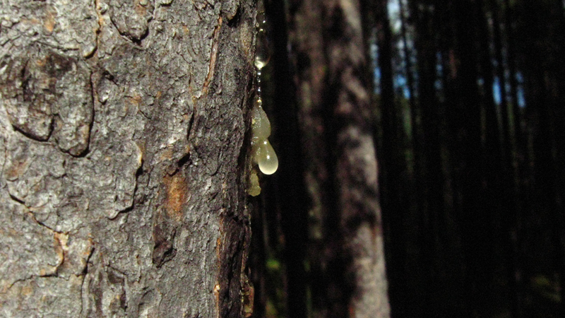 Remove Tree Sap From Your Hands With Coconut Oil And Salt Lifehacker 