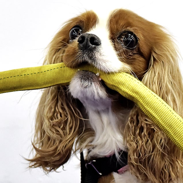 Wow, this dog racing through an obstacle course is insanely fast