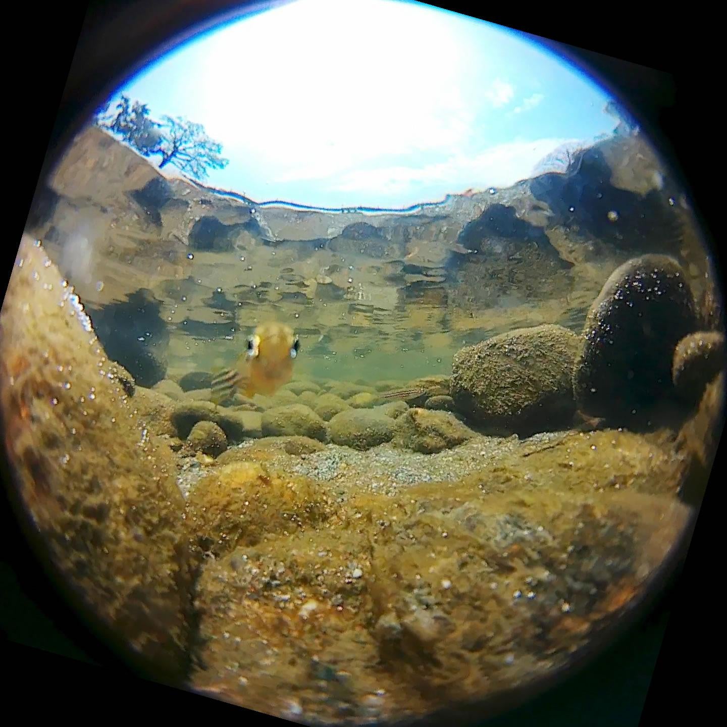 Whoa, Check Out Zebrafish Eyes