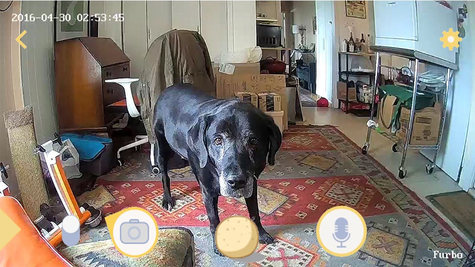 The Customer Reviews: Furbo Dog Camera: Treat ... - Amazon.com Ideas