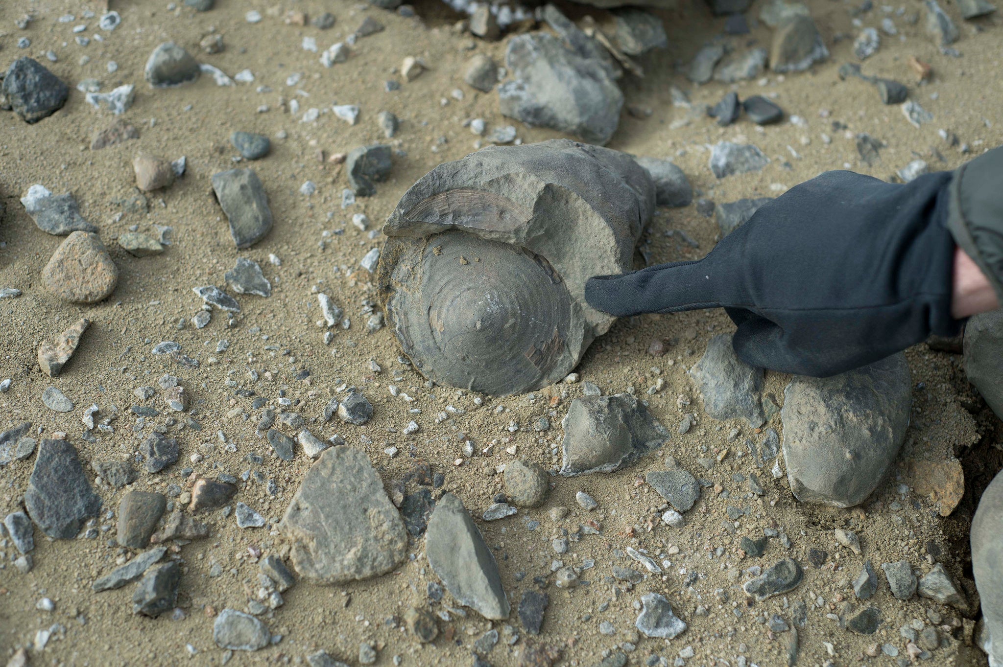 Role Of Fossils In Geological Time Scale