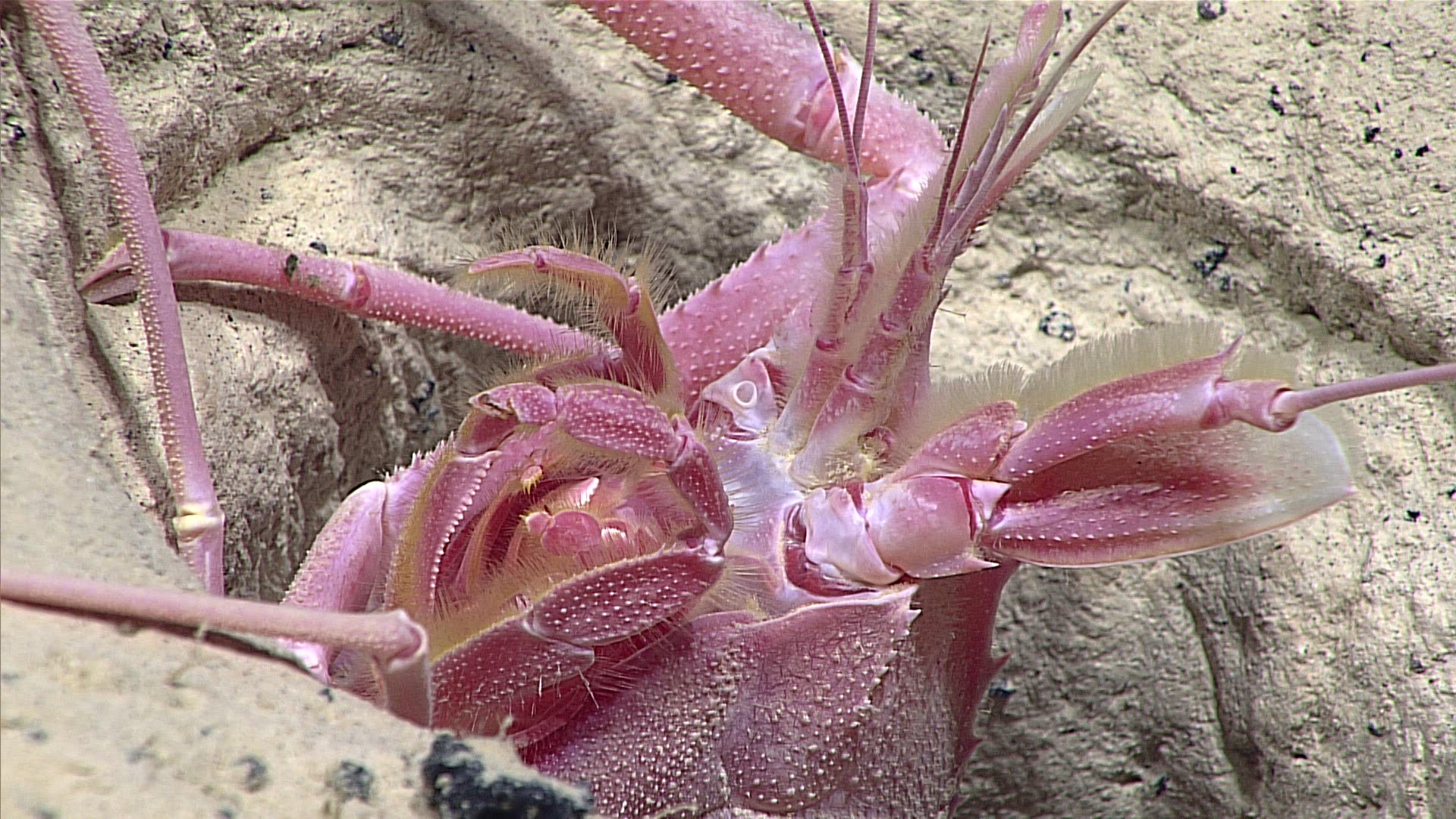 mariana-trench-live-stream-reveals-some-seriously-gnarly-creatures