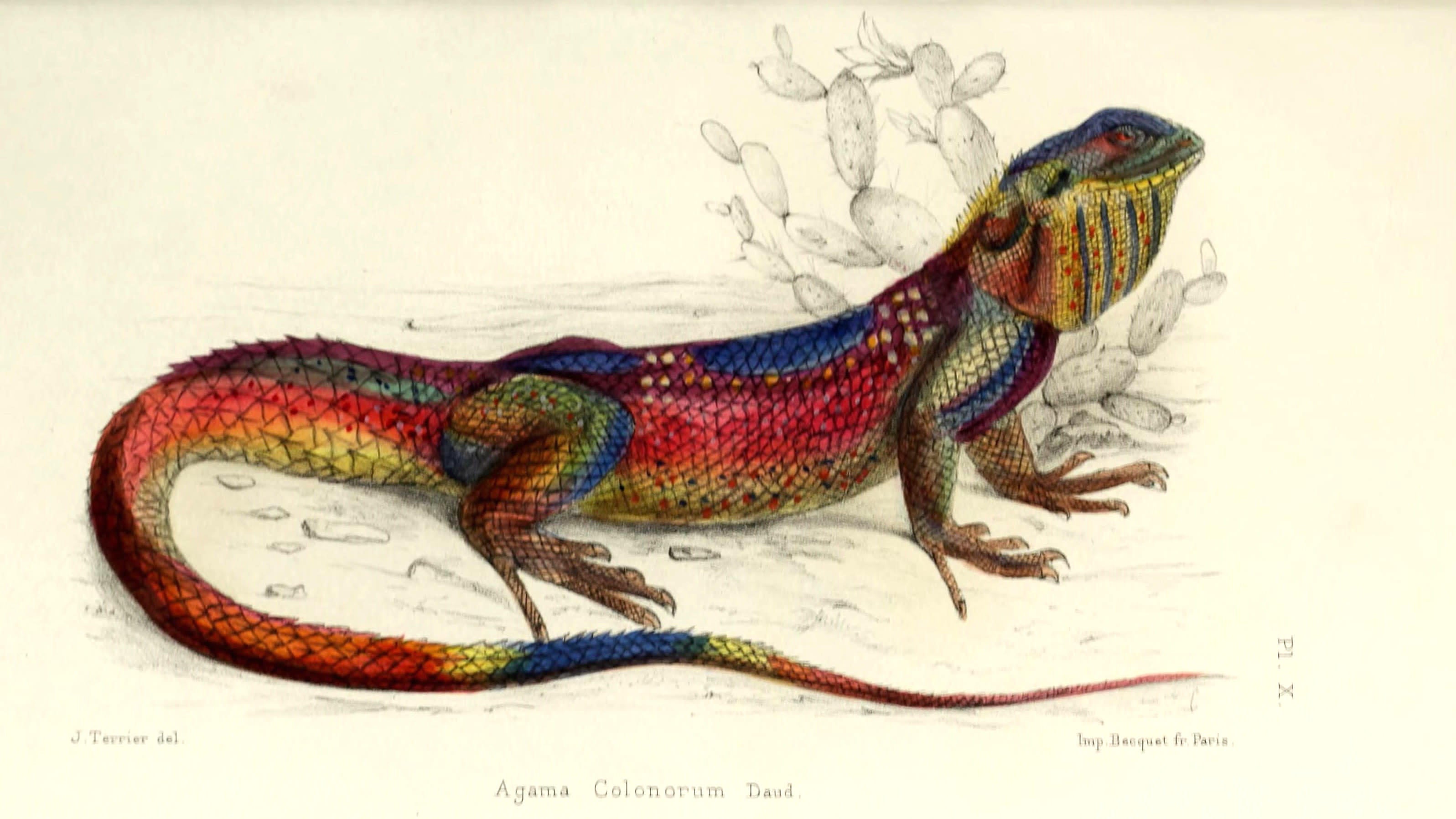Get Free Science Illustrations From The Biodiversity Heritage Library