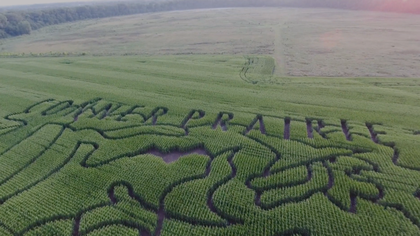 A Foolproof Guide To Escaping A Corn Maze