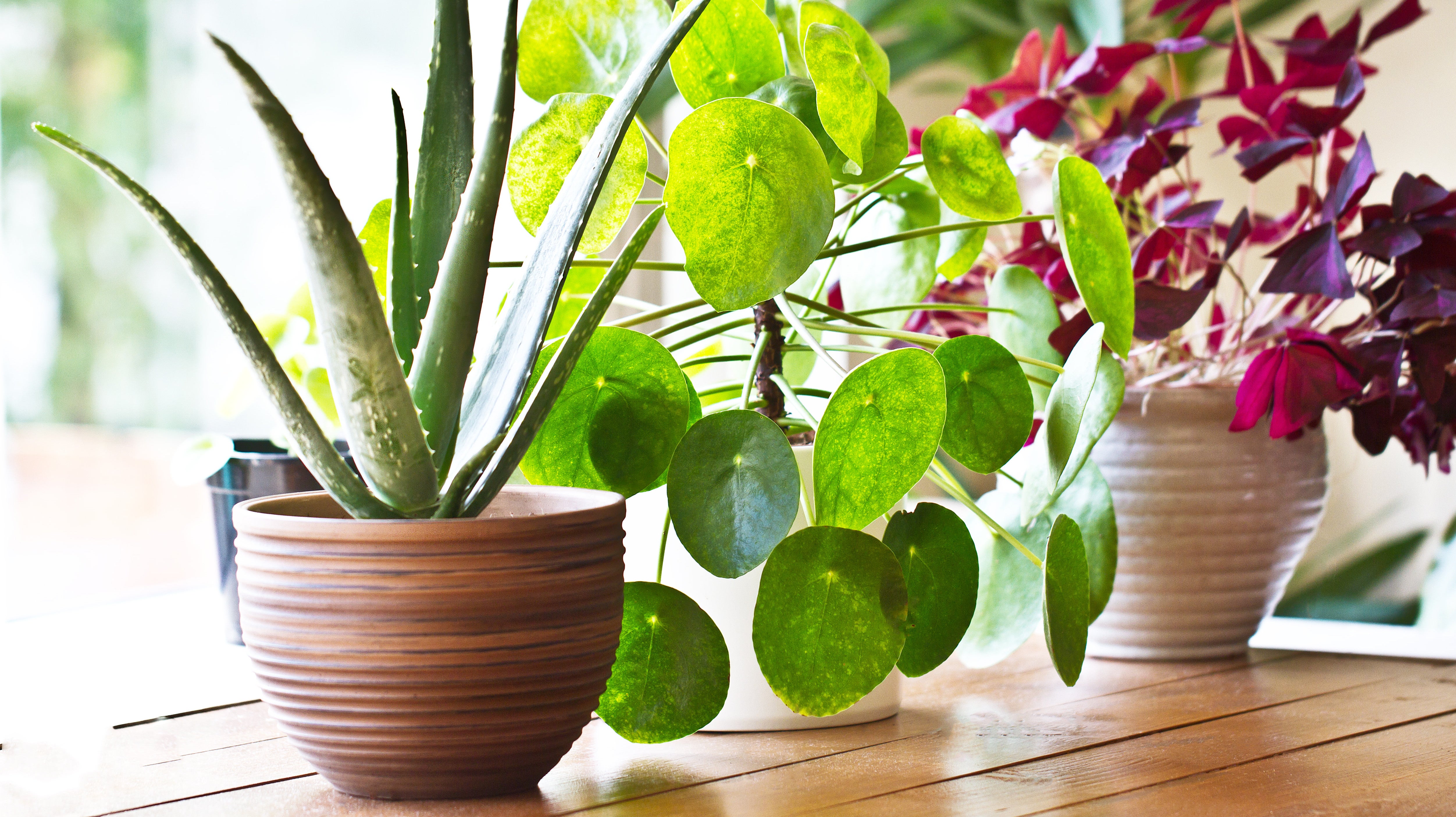 How To Keep An Indoor Plant Alive