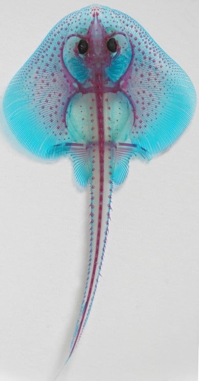 New Evidence Suggests That Human Limbs Evolved From Shark Gills