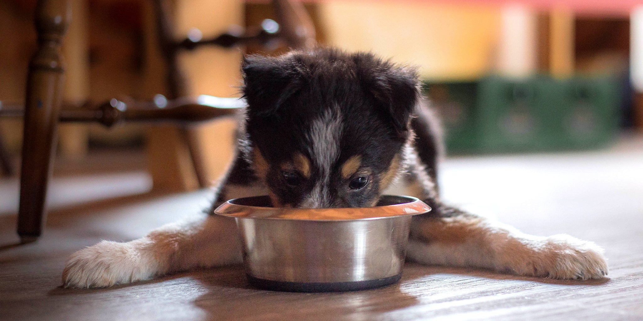 Should You Feed Your Dog Grain-Free Food?
