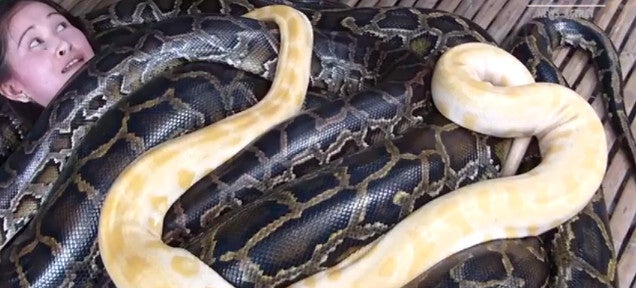 These Enormous Snakes Provide Terrifying Massages