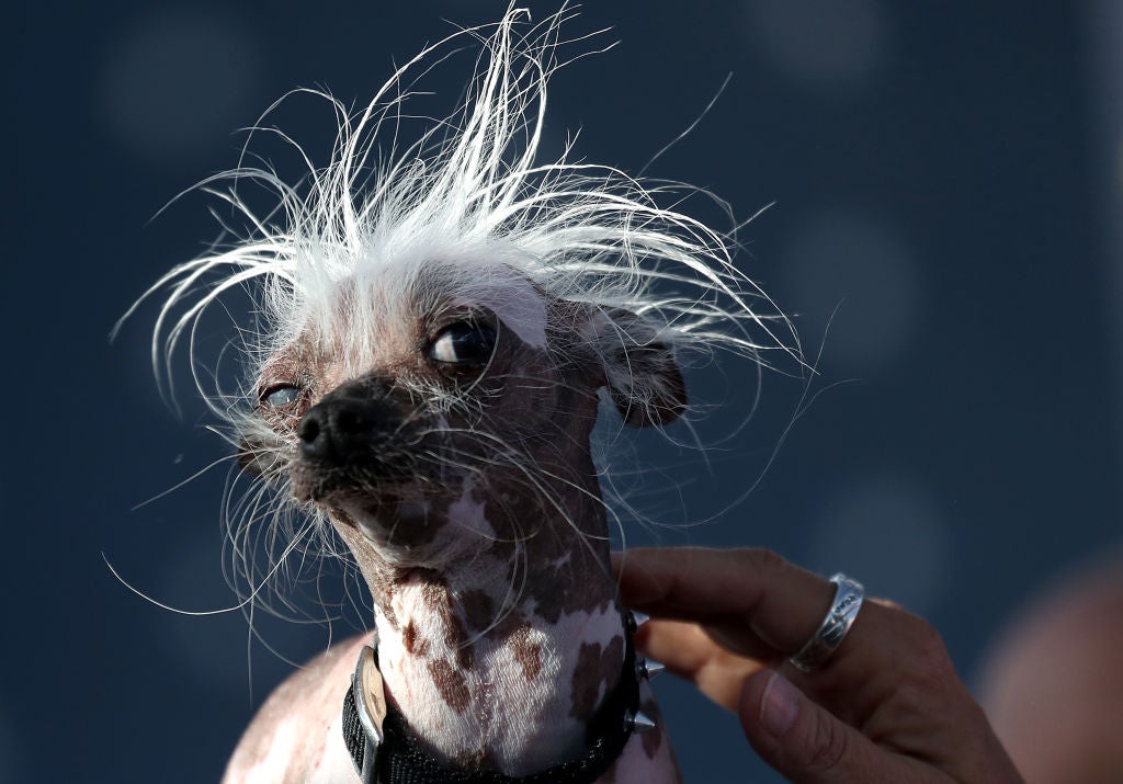 The World's Ugliest Dog Competition Winner Was Only, Like, The Fourth