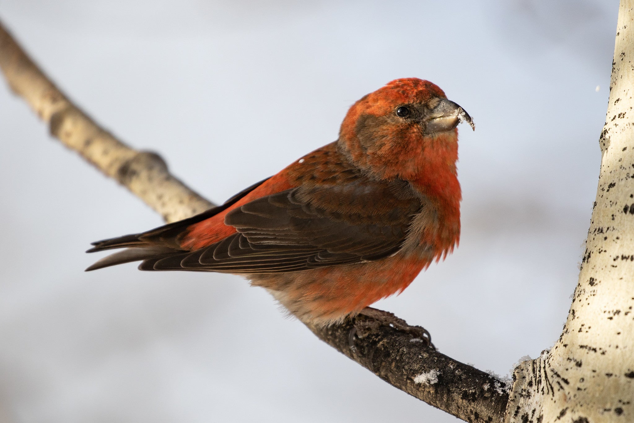 look-at-these-cool-birds-i-ve-seen-gizmodo-australia