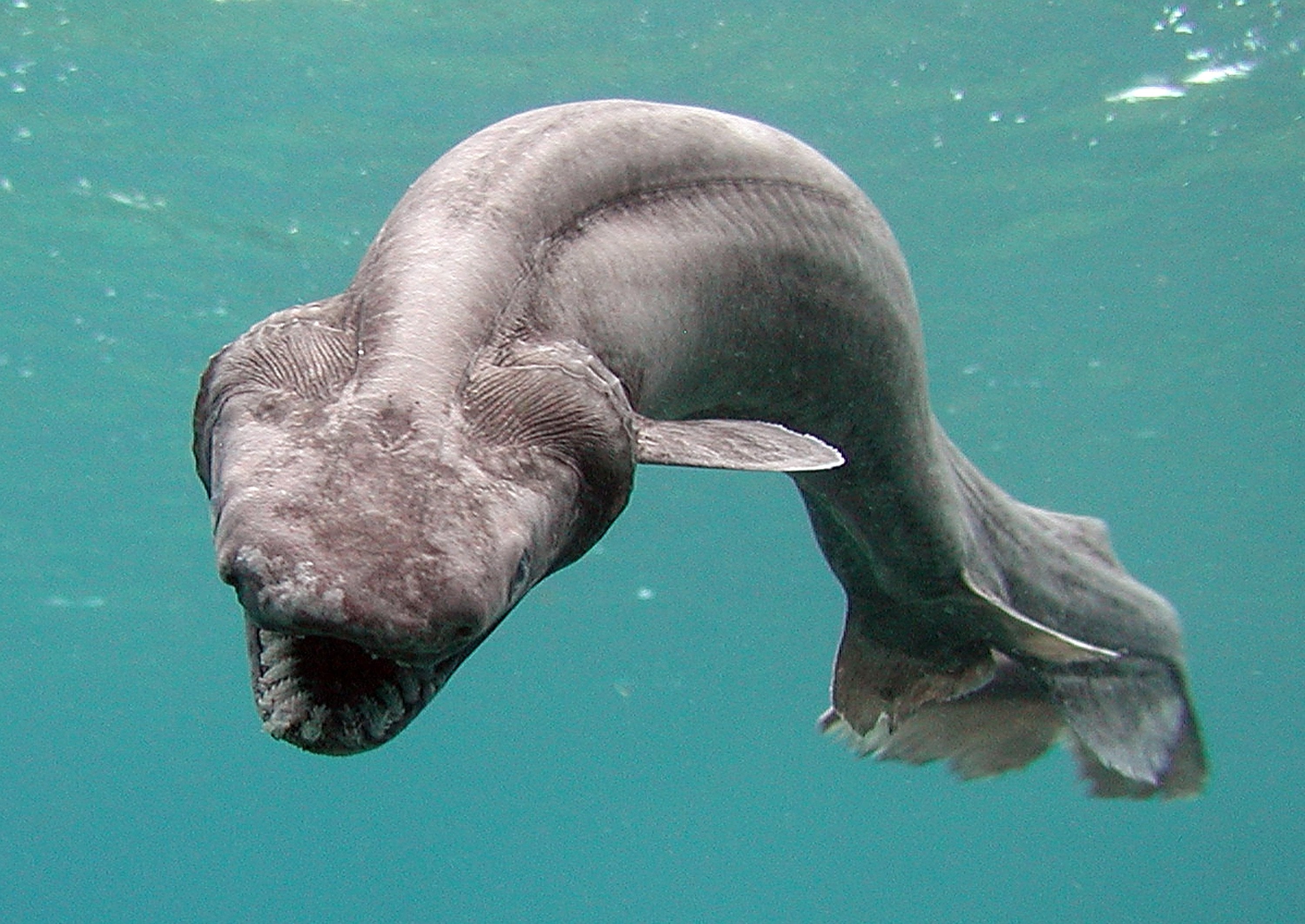 Ten Horrifying Deep Sea Creatures, Ranked â Gizmodo Australia