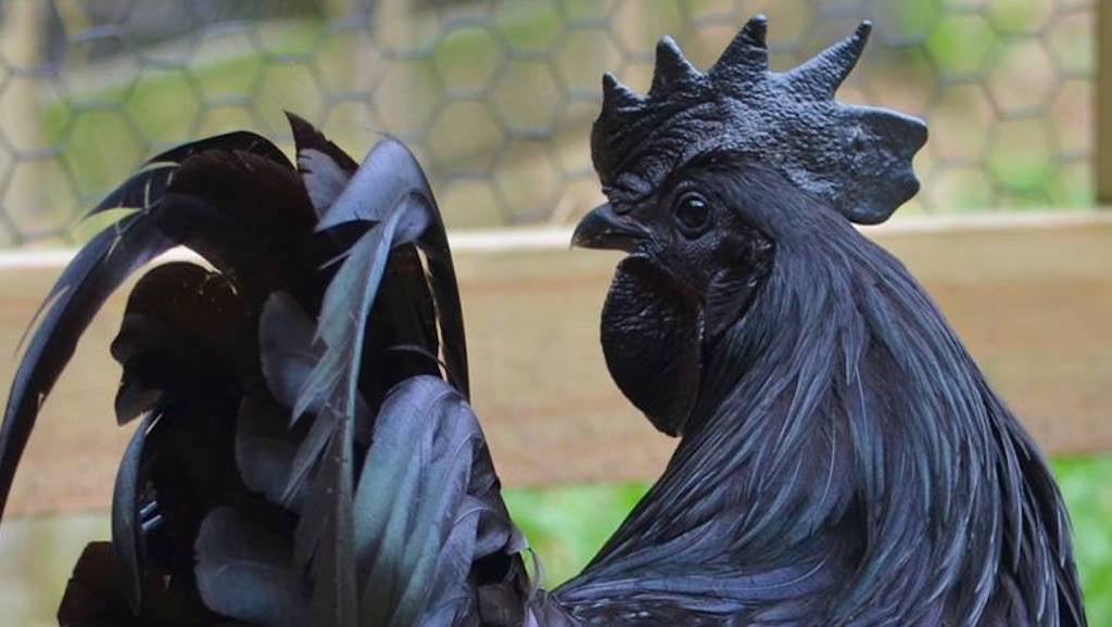 This Goth Chicken Doesn't Conform To Your Perfect Chicken Society ...