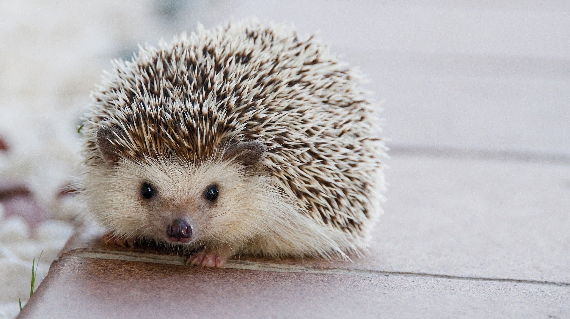 Hedgehog Pet Price >> CDC Warns Against Kissing, Snuggling Pet Hedgehogs Amid ... Hedgehog Pet Price >> CDC Warns Against Kissing, Snuggling Pet Hedgehogs Amid ...