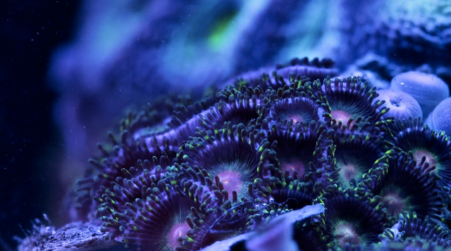 These Macro Shots Of Marine Life In Motion Are Unbelievably Beautiful ...