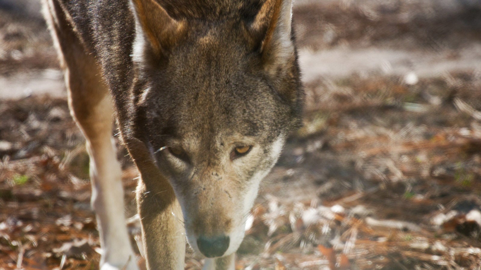America's Forgotten Wolf Still Lives In North Carolina | Gizmodo Australia