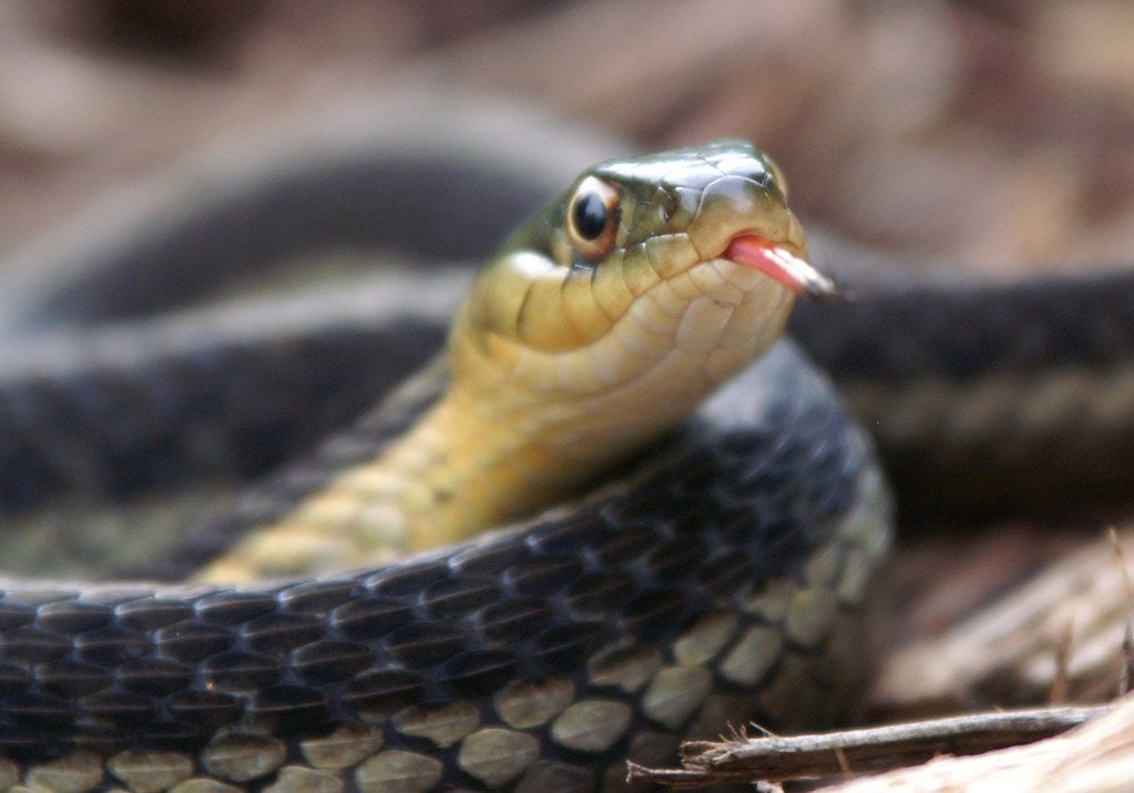 so-you-found-a-snake-in-your-house-here-s-what-you-should-do