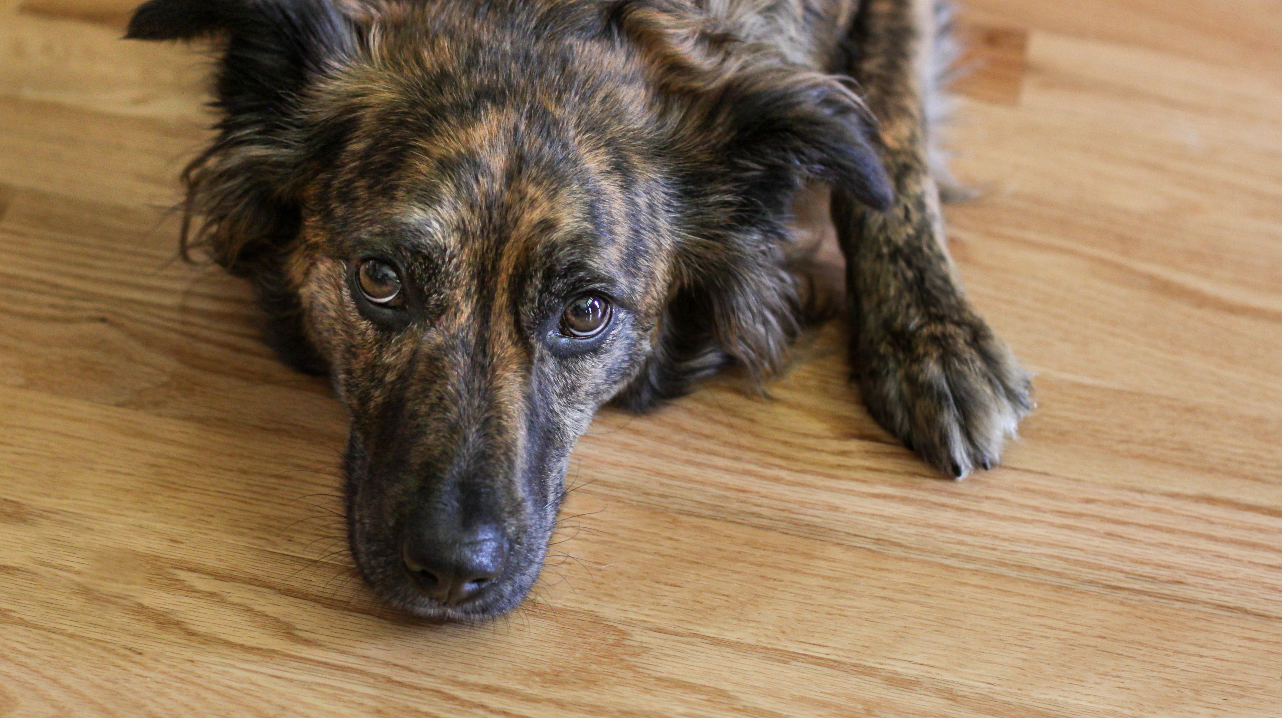 How To Handle Your Pet’s Anxiety