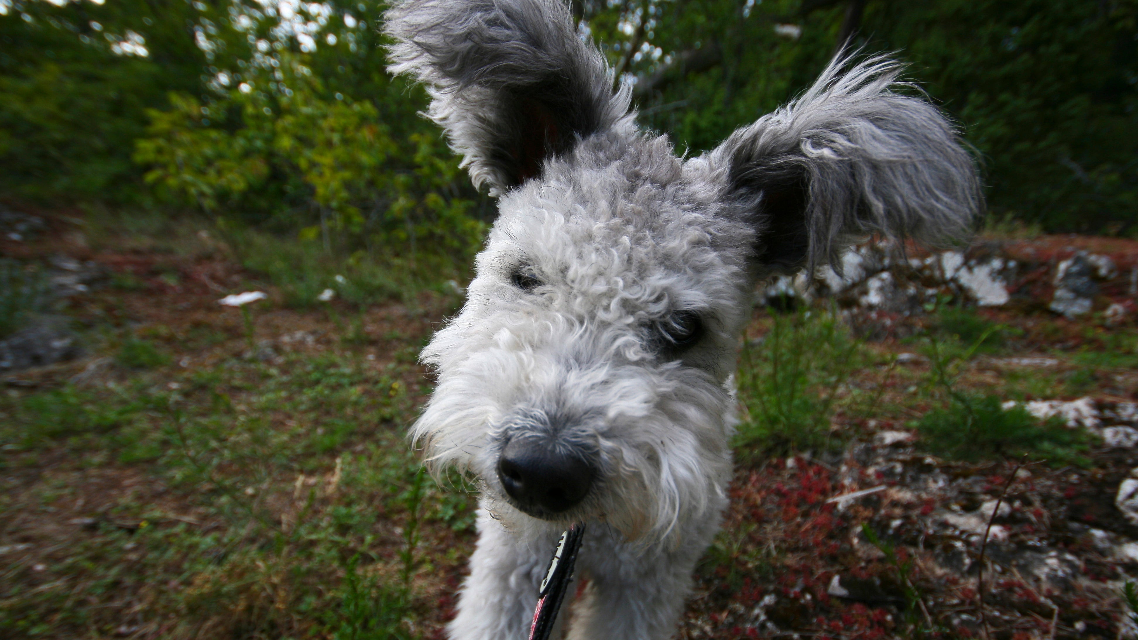 Kennel Club Names List