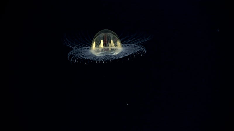 This Deep-Sea Jellyfish Is Beyond Belief | Gizmodo Australia