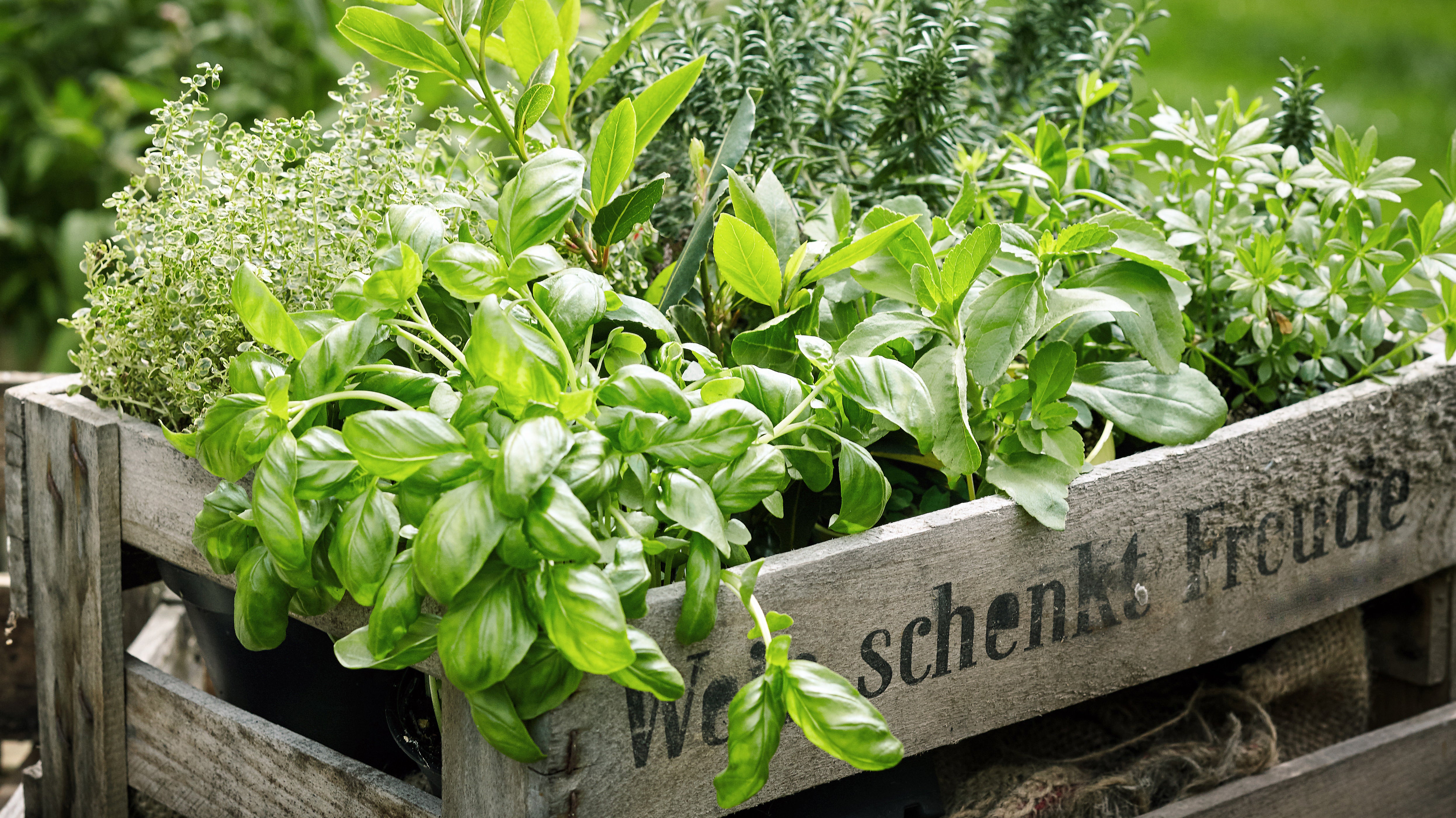 Why You Need A Herb Garden
