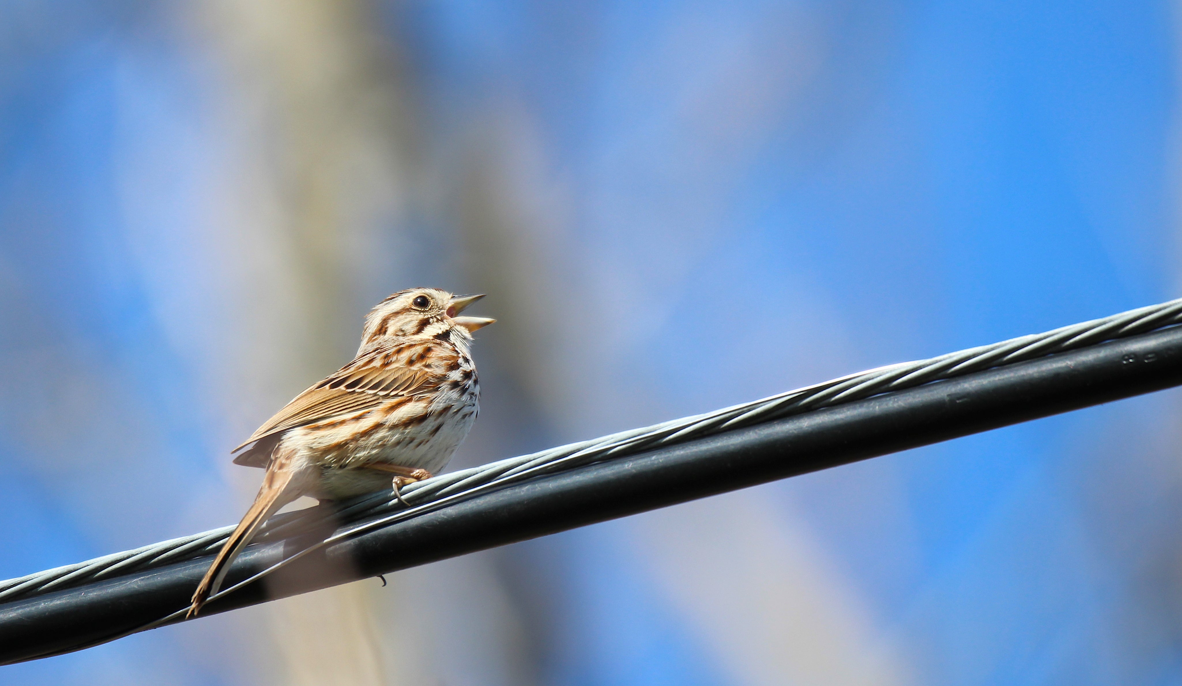 Identify Chirps In Your Area With This Birdsong Quiz