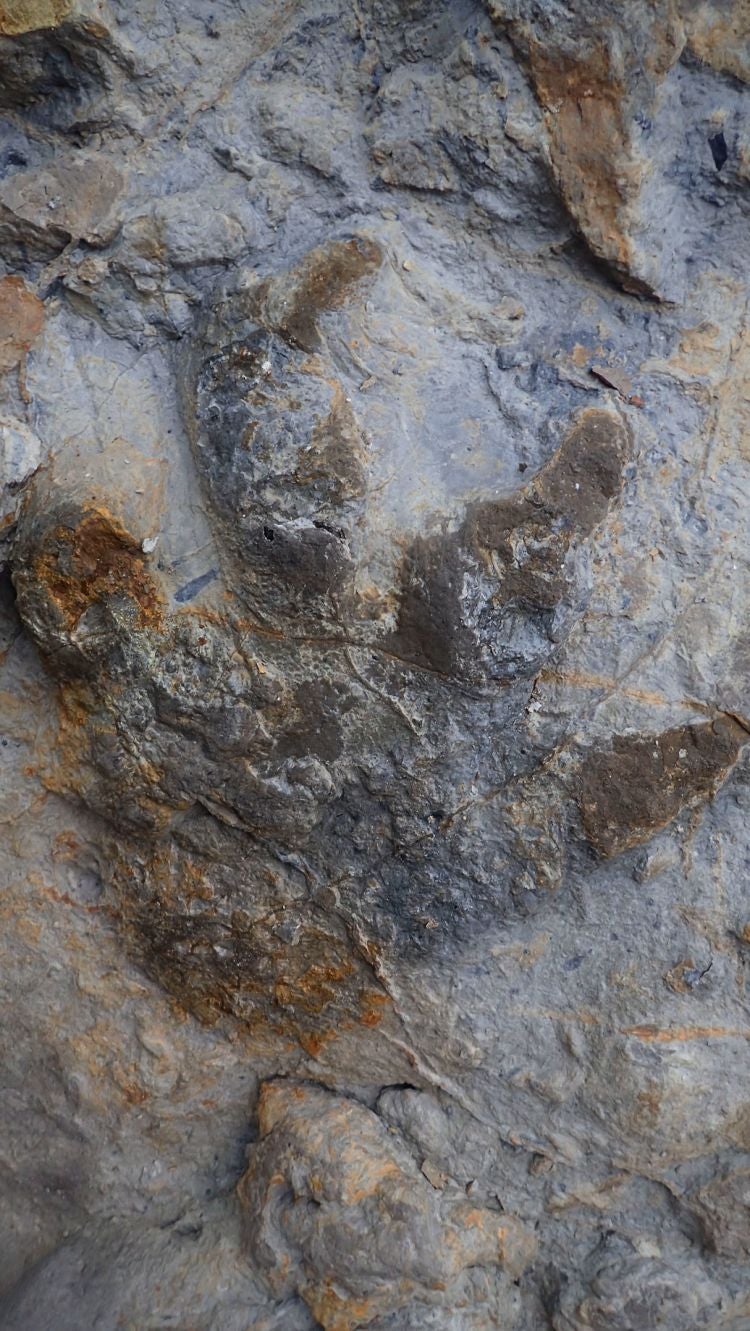 look-at-these-incredible-dinosaur-footprints-found-in-east-sussex