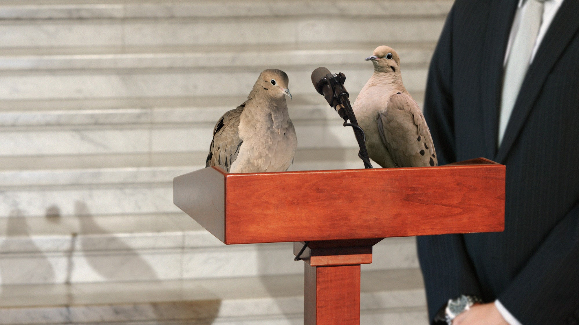 The Randy Johnson bird game, as told by the bird's family