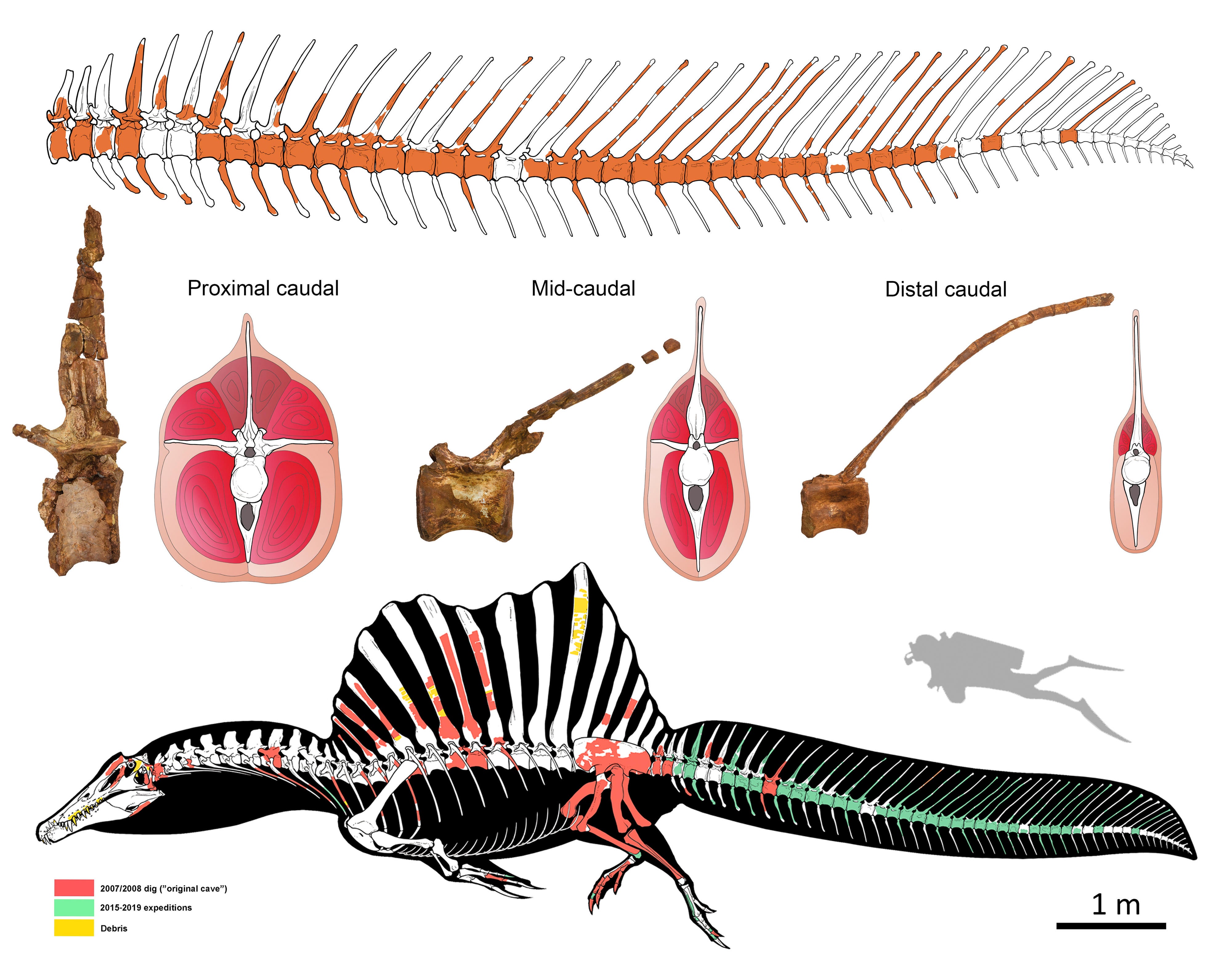 Well-Preserved Tail Of Terrifying Aquatic Dinosaur Shows It Was A ...