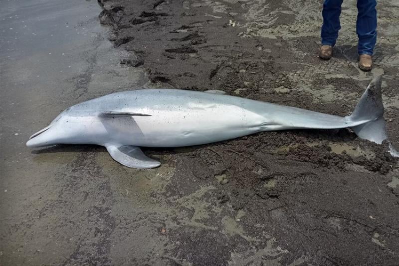 Вознаграждение в размере 20 000 долларов предложено после того, как в Луизиане нашли застреленного дельфина