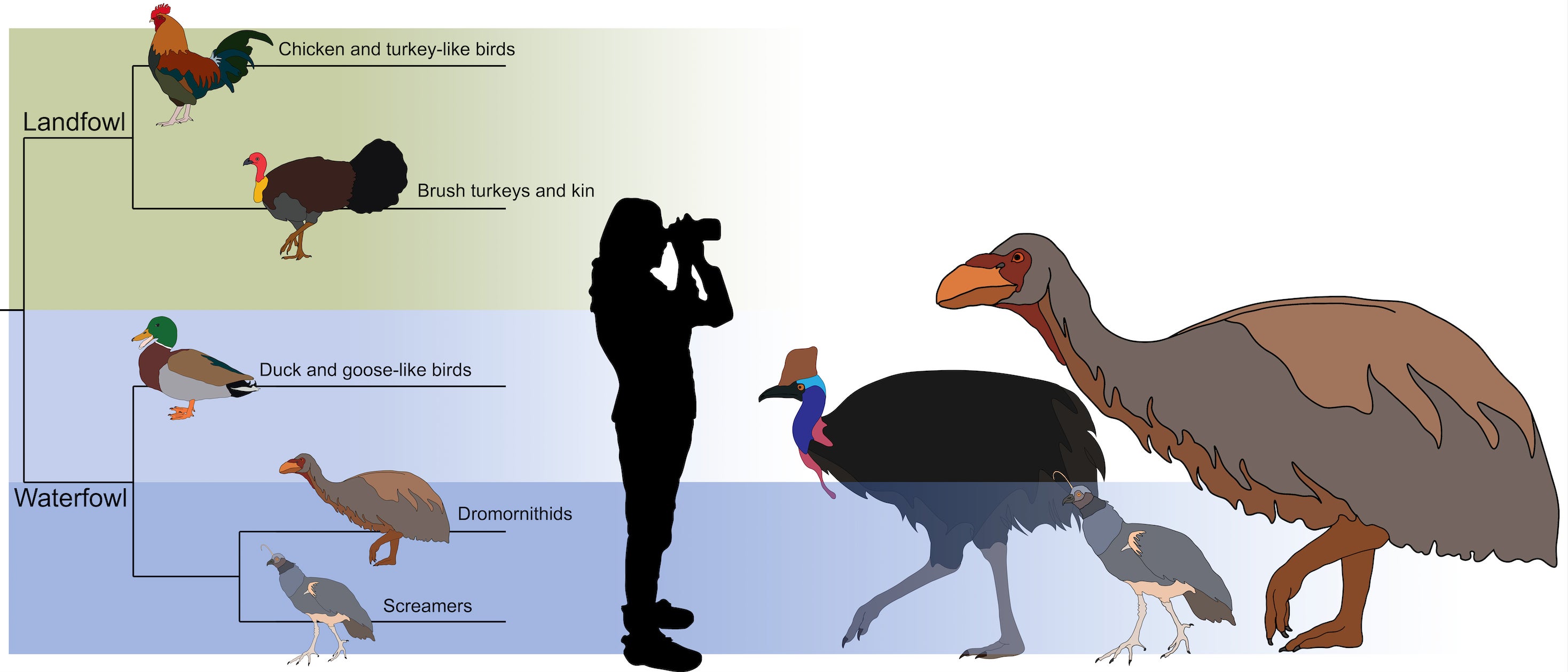 Познакомьтесь с Гигагуся, птицей ледникового периода весом 500 фунтов