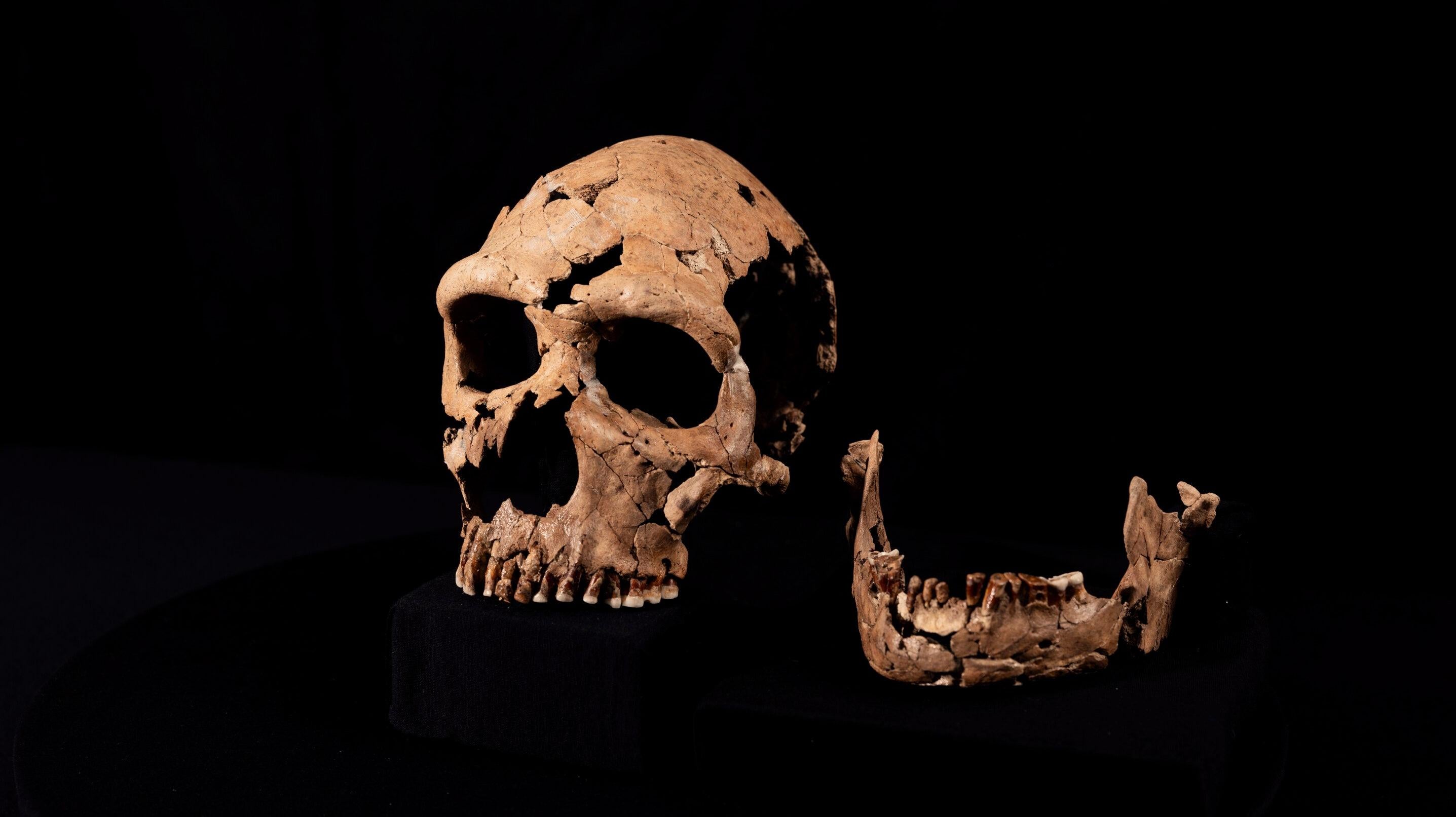 Исследователи реконструировали лицо неандертальца по раздавленному 75 000-летнему черепу