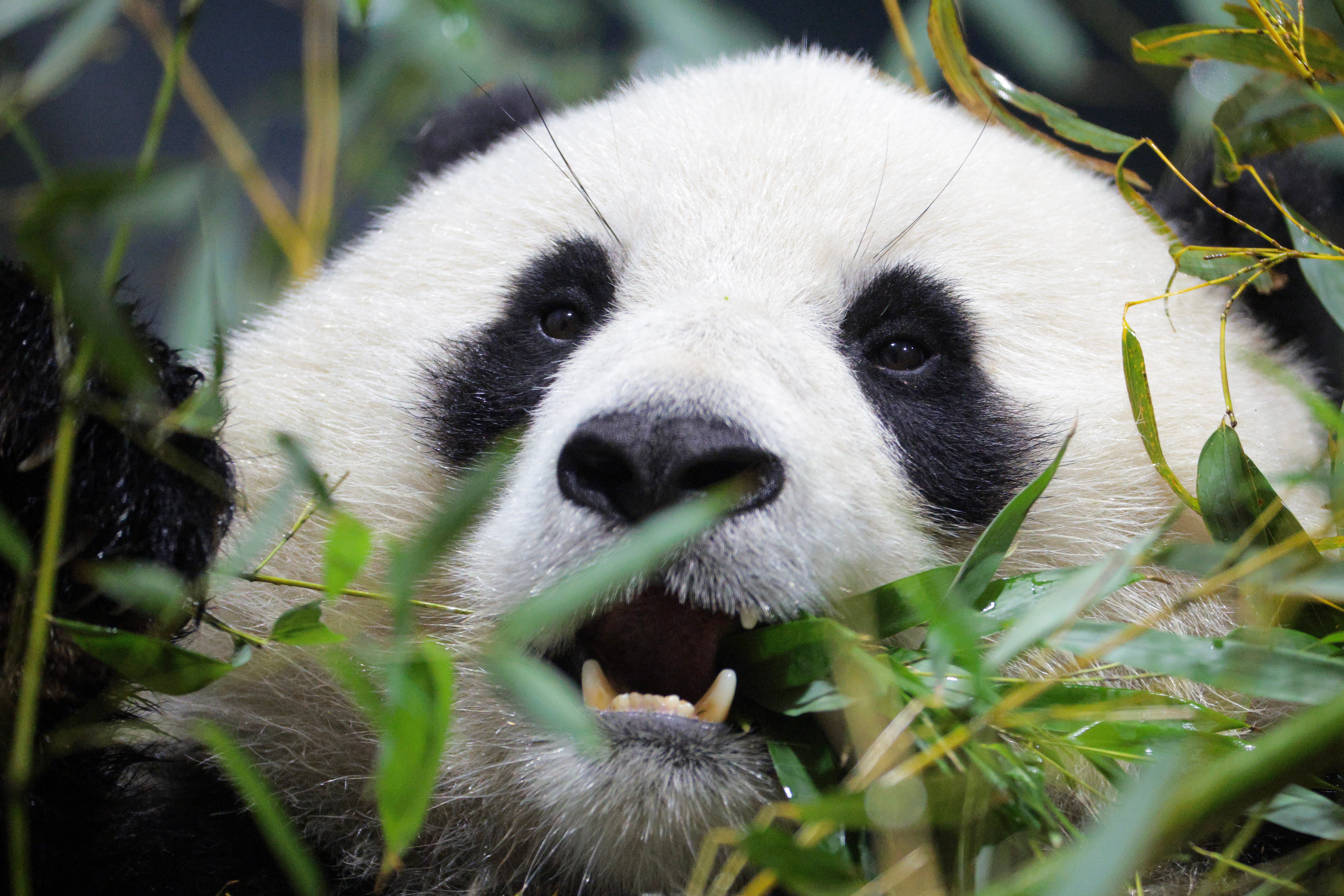Image for 6 Zoos, die Sie diesen Sommer besuchen sollten