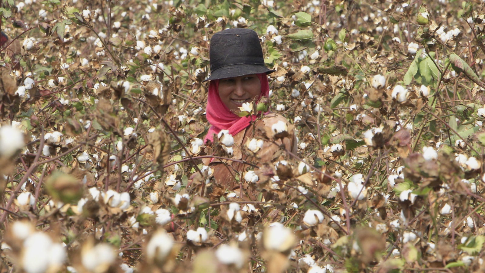 How Long Is A Cotton Picking Minute