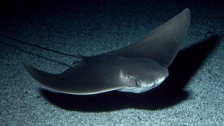 A cow nose stingray swims in tank over the outfield of Tropicana