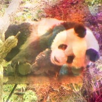 pandaliberationfront