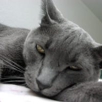 BogartCat